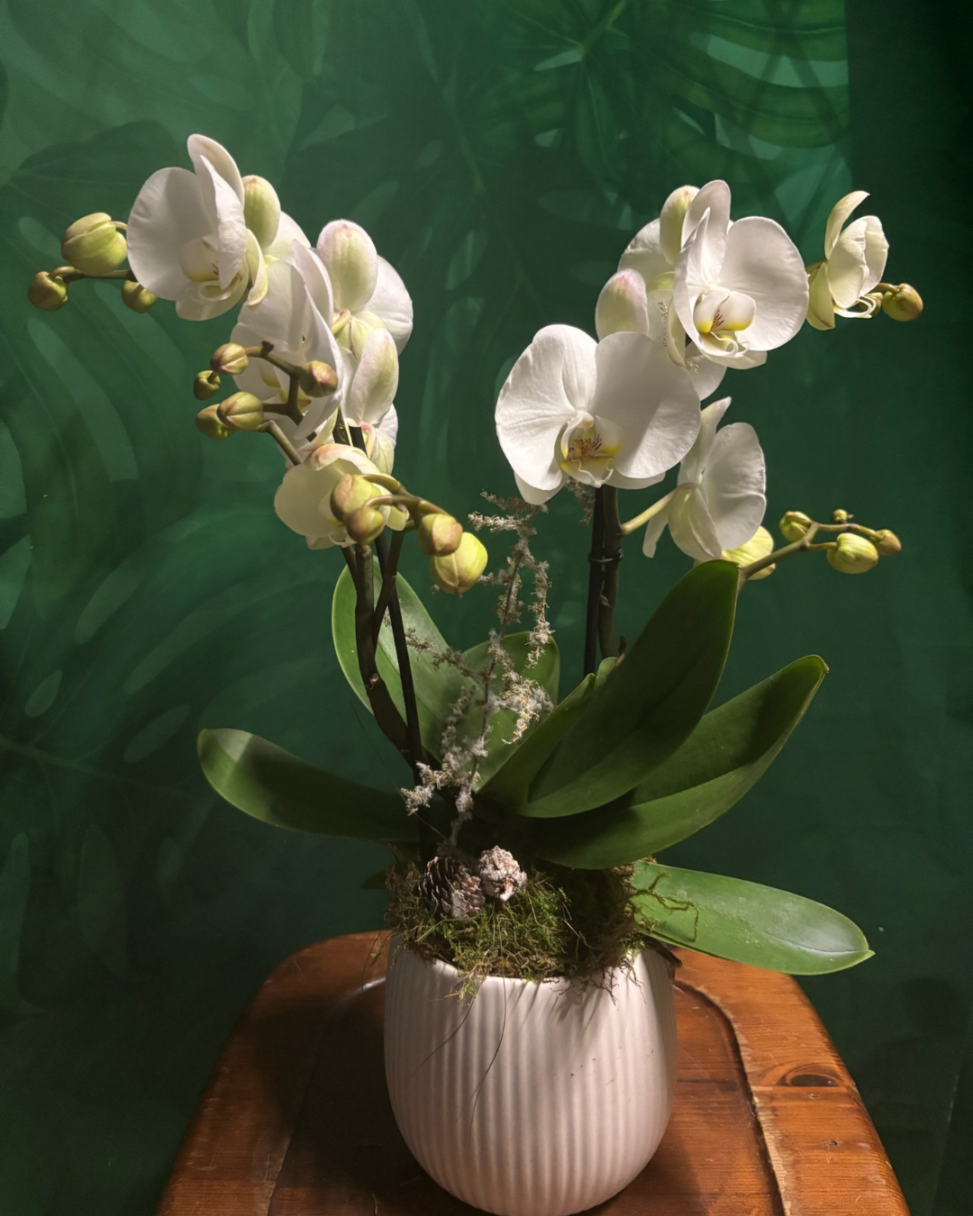 Orchidea con copri vaso