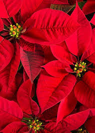 Natale