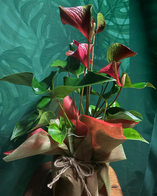 Pianta Anthurium