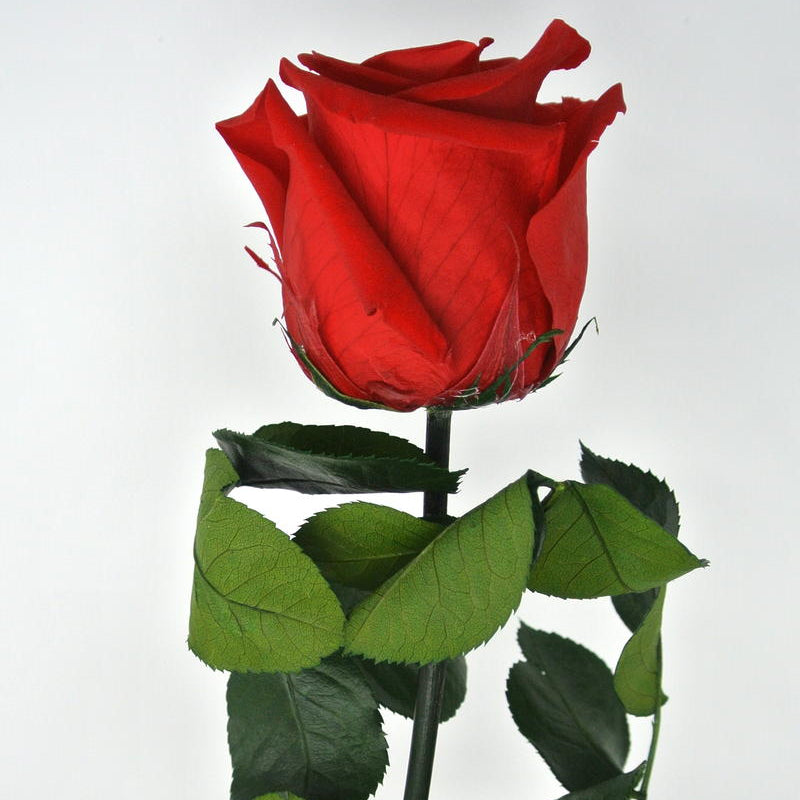 Rosa Singola