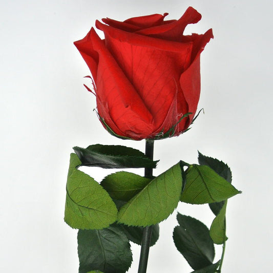 Rosa Singola